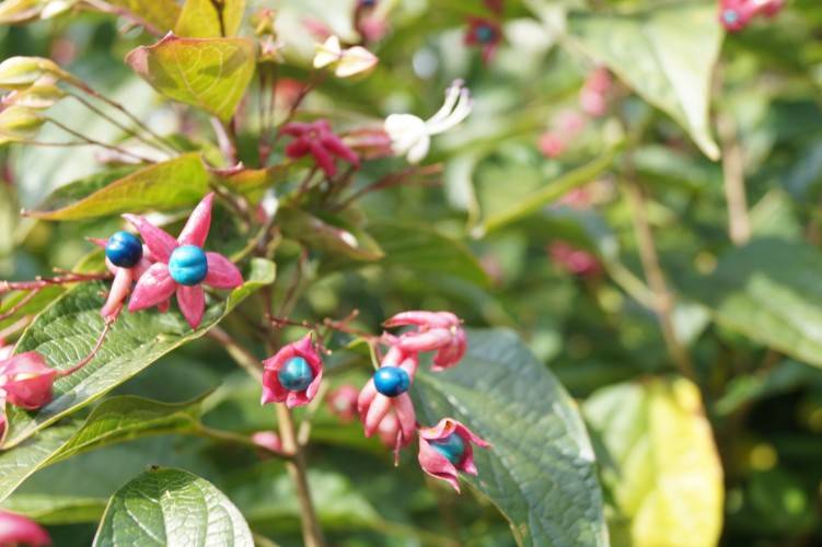 Clerodendrum trichotomum_04